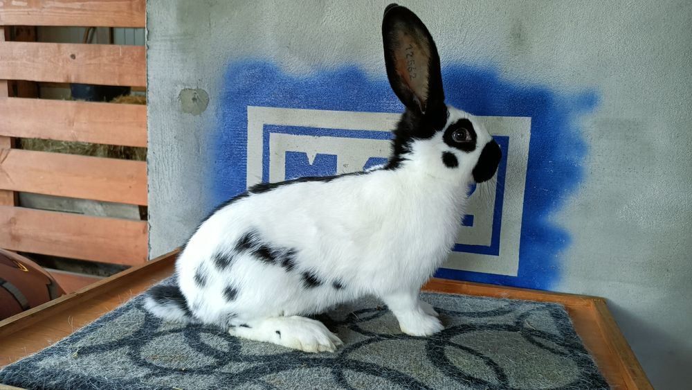 Samiczka olbrzym srokacz czarny osc