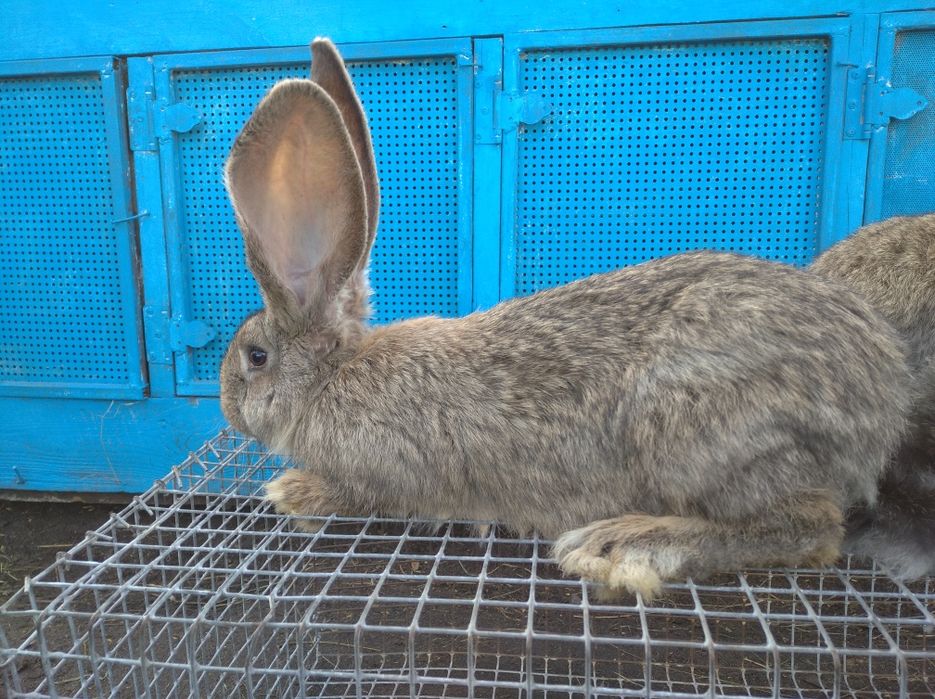 Продам кролів породи фландр бельгійський велетень