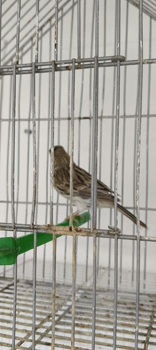 Vendo fêmea de canário