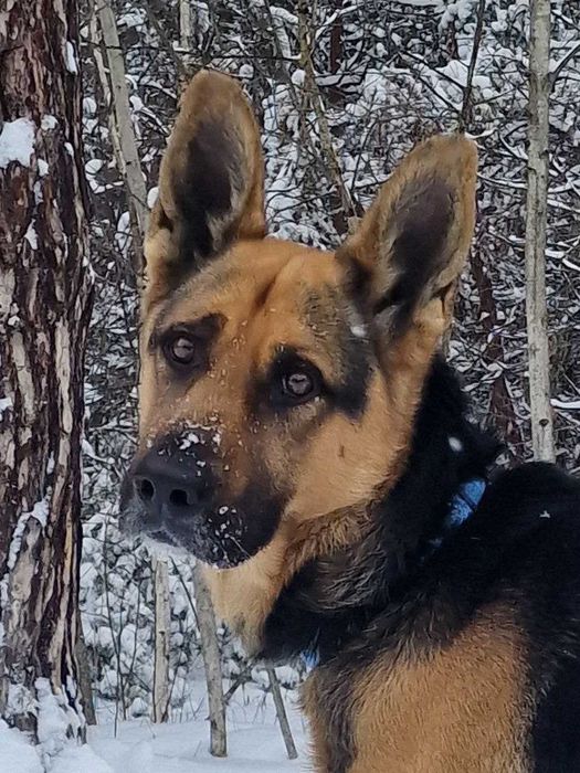 вівчар Макс у добрі руки