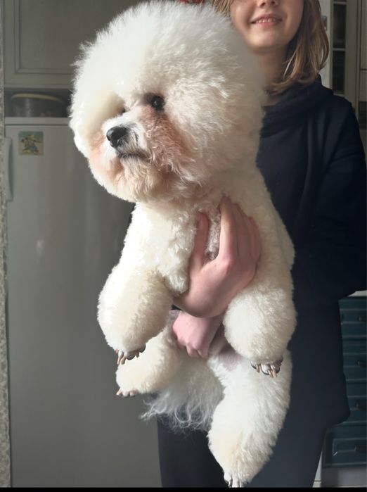 Бішон фрізе вязка