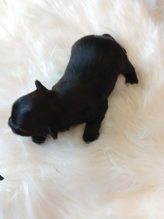 Mini Black  Yorkshire terrier, nie biewer. Okazja.