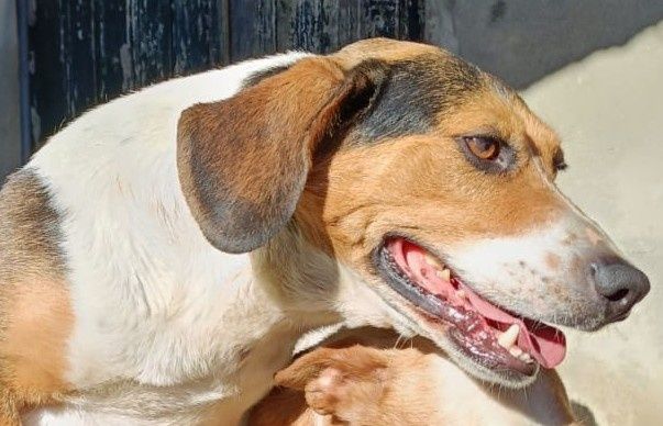 Pirata- cão cruzado de Beagle de porte médio para adoção