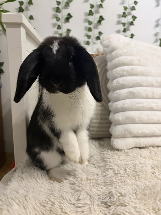 Królik miniatruka Mini Lop hodowla