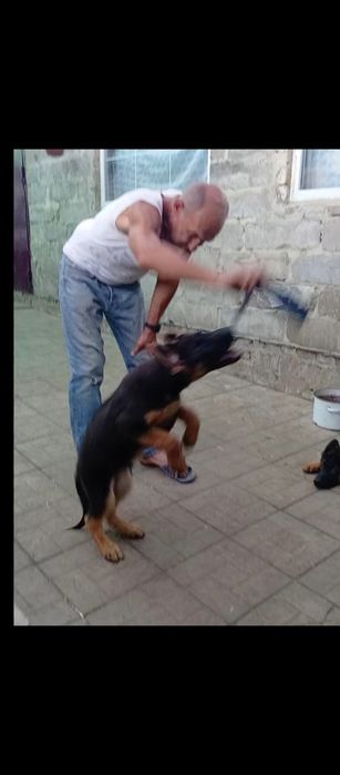 Трёх месячные суки из питомника.