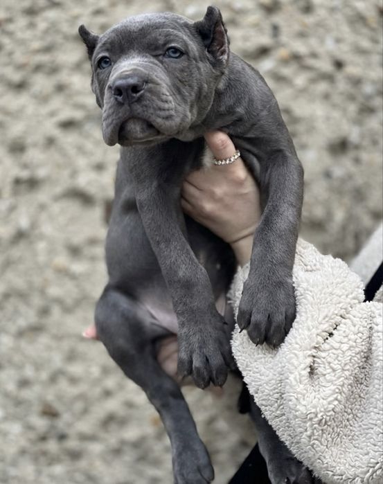 LALA - dziewczynka American Bandog