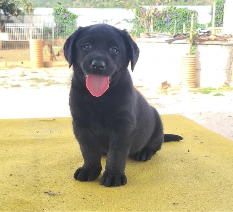 Labrador retriever