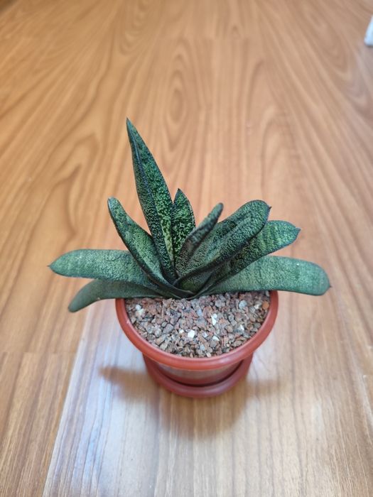 Гастерія Батесиана, Gasteria Batesiana