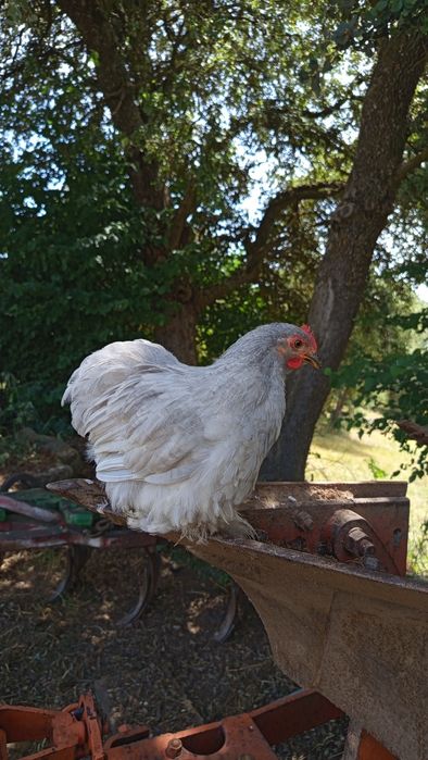 Galo Pekin Lavanda - 4 meses