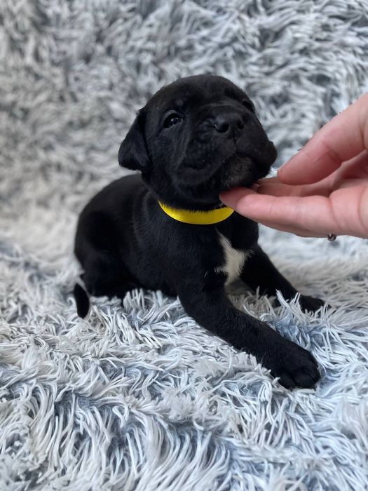 Щенки кане корсо . Цуценята кане корсо .  Кане корсо