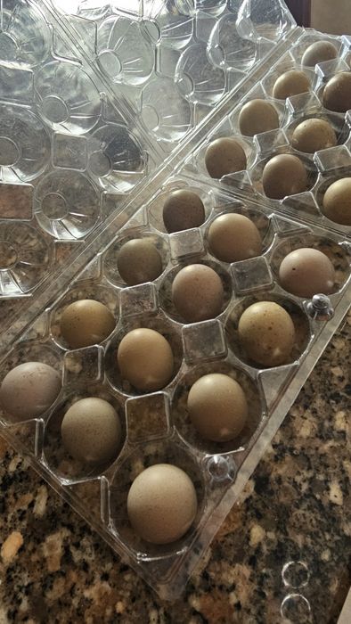 Ovos codorniz chinesas galados