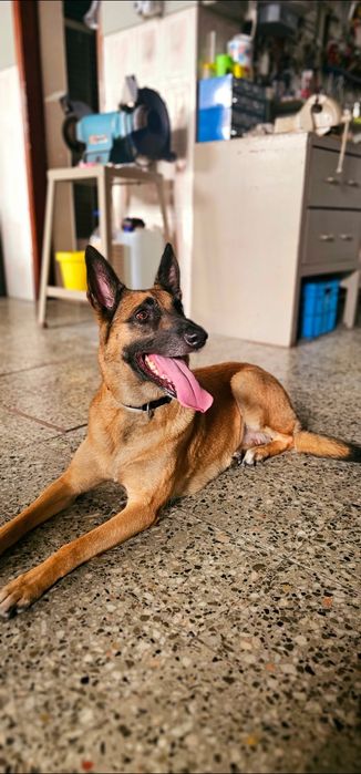 Treino e Modificação Comportamental em cães