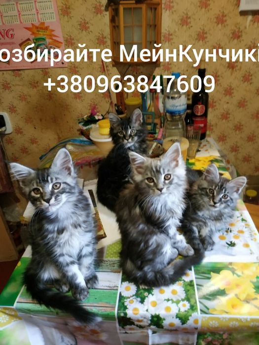 Кошенята Мейн-Кунчики...4 -хлопця. Вік - 3 місяці.