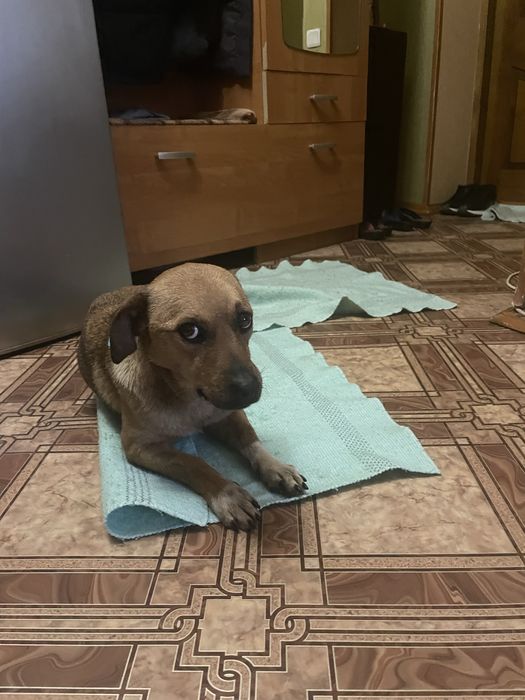 Тваринки безкоштовно