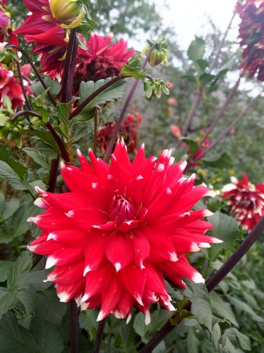 Жоржини георгіни