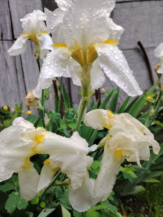 Продам Іриси сортові великі