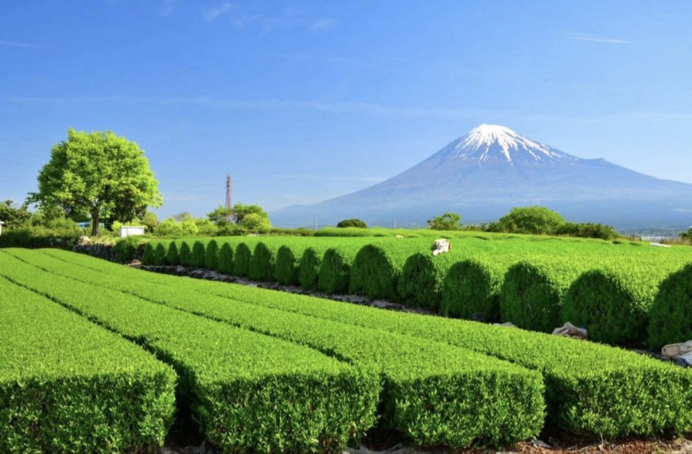 Японський чай Матча matcha