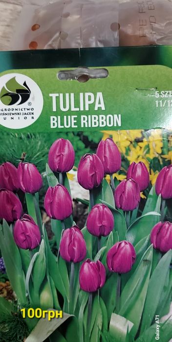 Продам цибулини квітів