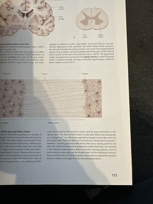 Thieme Atlas of Anatomy – Head and Neuroanatomy