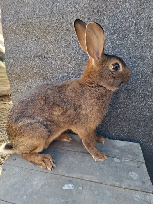 Zajęczak samiec mahoniowy