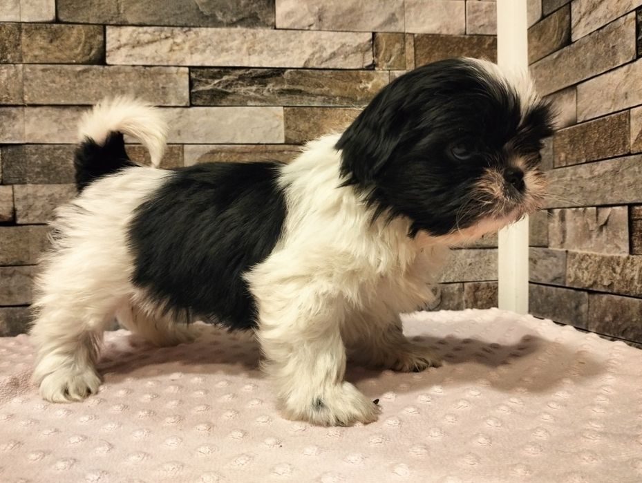 Urocza suczka shih-tzu