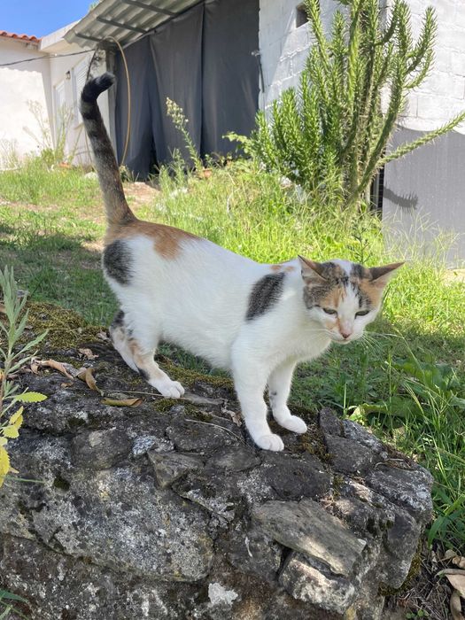 Gata Esterilizada, Carinhosa e Leal - Para Adoção