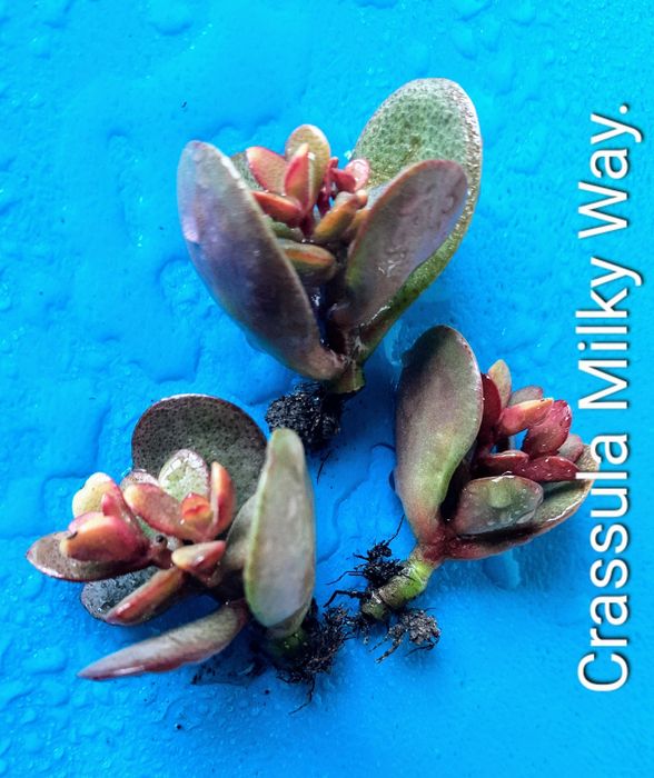 Коллекционные, редкие сорта крассул.