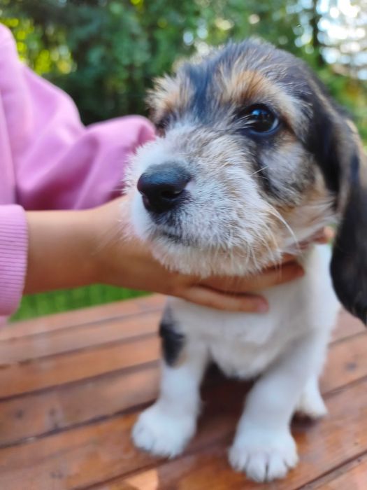 Petit Basset griffon Vendeen FCI