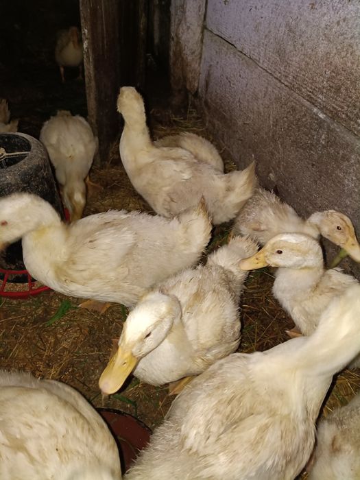 Sprzedam kaczki pekin 5 tygodniowe