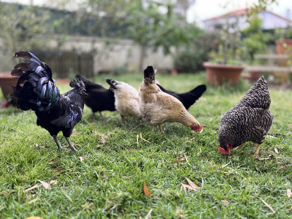 Ovos Caseiros “Ultra Bio” – Galinhas VIC (Very Important Chicken)