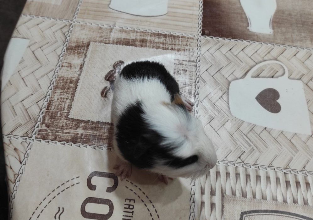 Три  морські свинки