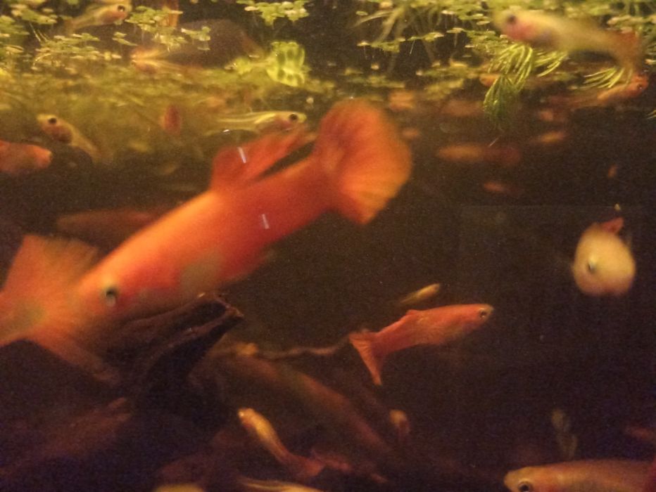 Guppy Golden Blond Red