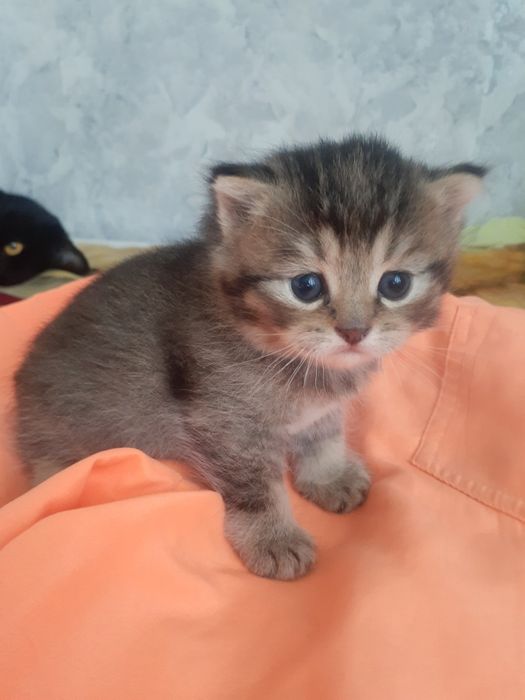 Продам кошечку, красотку