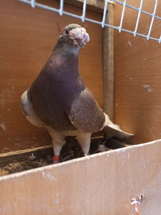 Gołębie staropolskie samiec