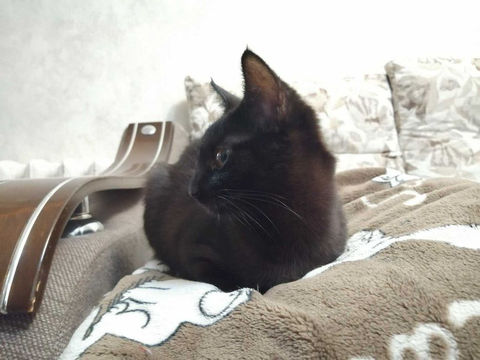 Віддаю у добрі руки: Кукі, Міа, Обунта