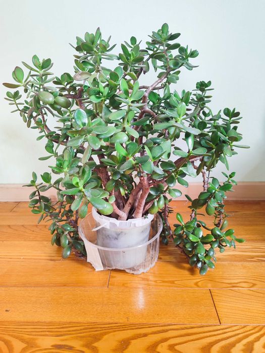 Товстянка грошове дерево