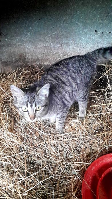 Gatinha abandonada para adoção