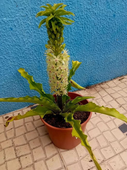 Planta Eucomis da flor ananás
