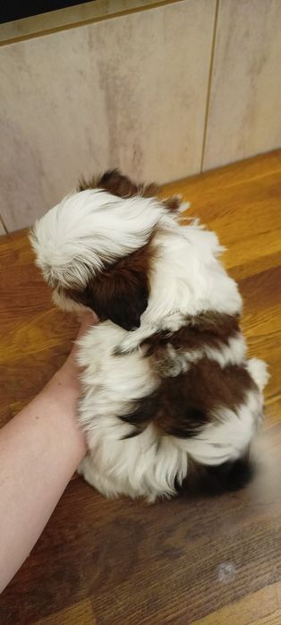 Suczka, Mal- shi, maltańczyk, shih tzu