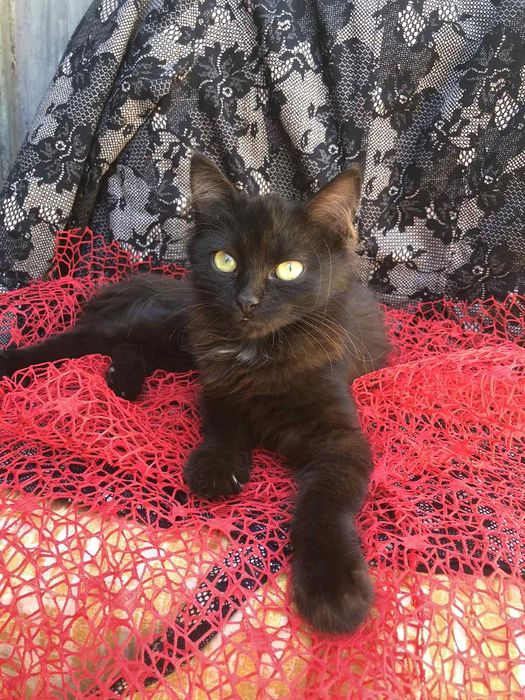 Кошечка необычного окраса