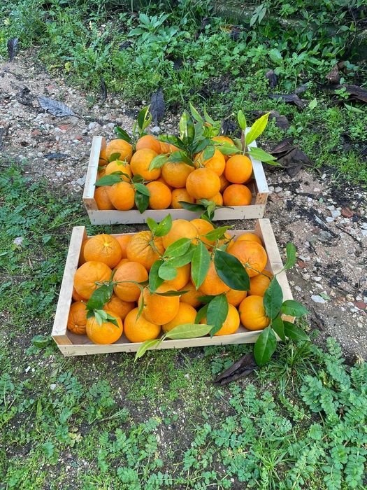 Laranjas Biológicas