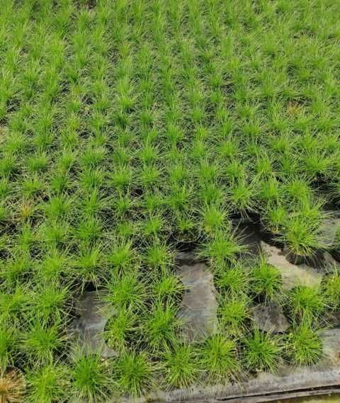 Sadzonki 40 sztuk niedźwiedzie futro,  6 Red Baron