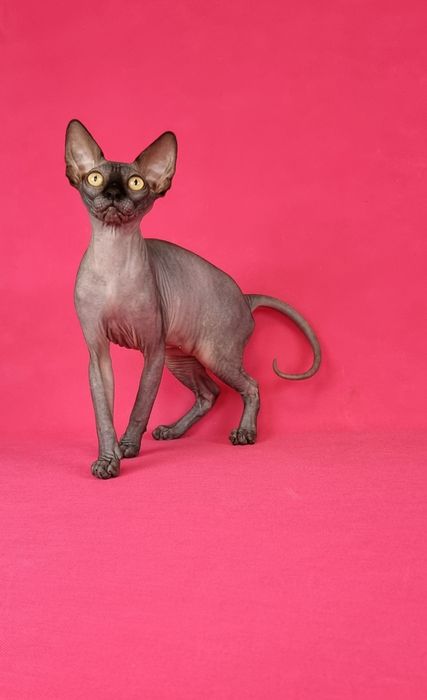 Кошеня породи сфінкс . Дівчинка.