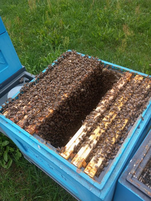 Pszczoły, rodziny pszczele