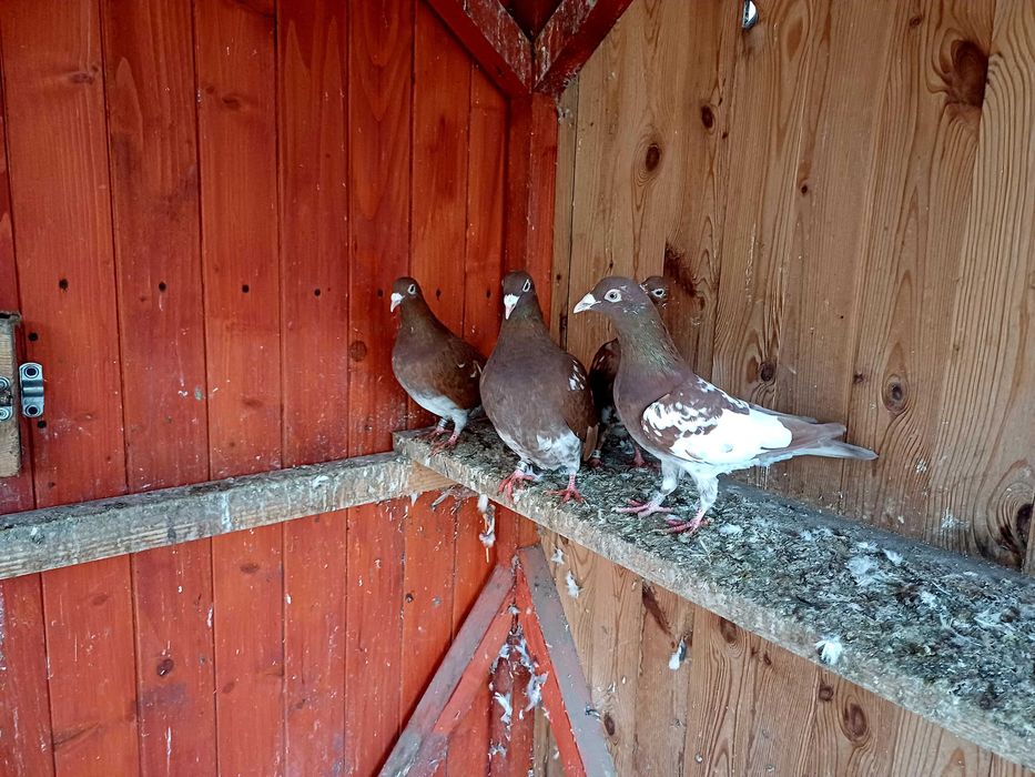 Gołebie mulemansy tygrysy pocztowe