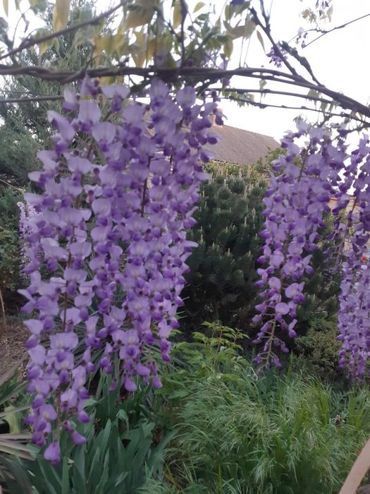 Продам семена глицинии