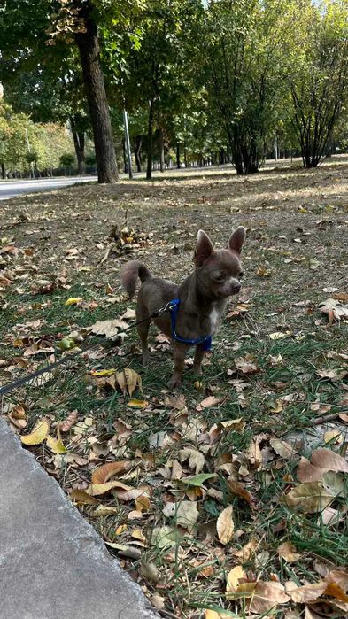 Чіхуахуа, в'язка собак