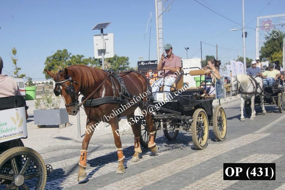 Cavalo Versatil Manso com 8 anos