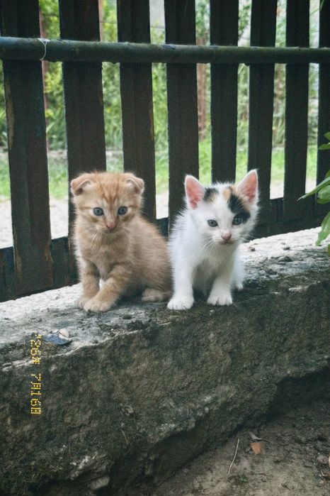 Віддам котиків в добрі руки