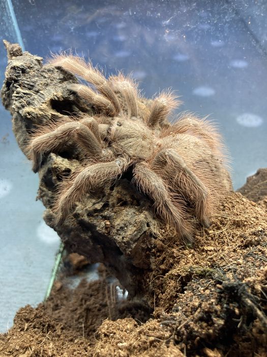 Samica nhaandu tripeppi subadult